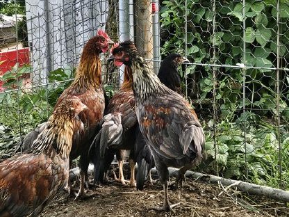 Bild 3:Hähne suchen ein neues Zuhause