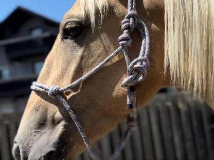 Liebe Palomino Stute zum selbst Ausbilden