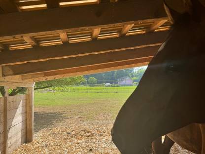 Bild 4:Einstellplatz in Offenstallhaltung