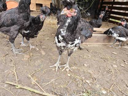 20 Sandschaks und 5 Oliveleger