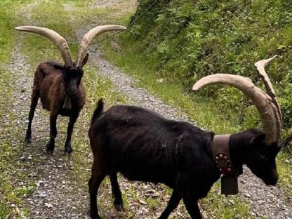 Aosta Ziege