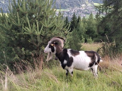 Tauernscheckenbock