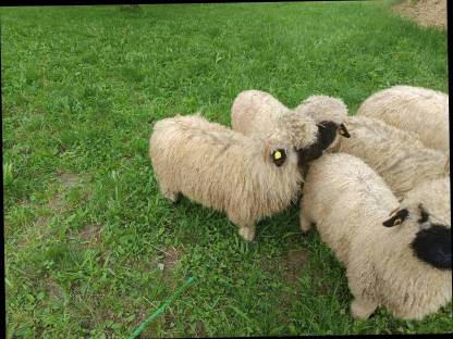 Bild 4:Walliser Schwarznasenschafe Auen und Widder