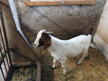 Burenbock und Burenziege