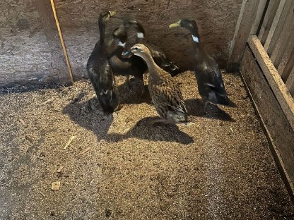 Bild 2:Junge Laufenten ca. 9 Wochen alt