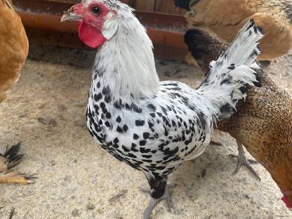 Appenzeller Spitzhauben Junghähne