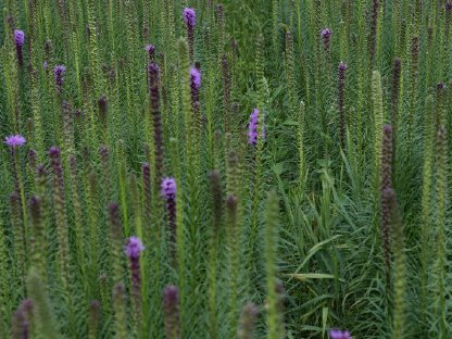 Bild 7:Frische Blumen aus dem eigenen Garten