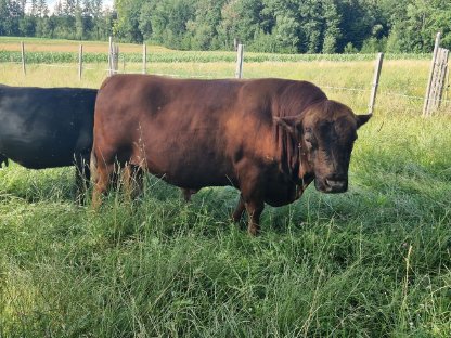 Bio Dexter, Stier, Zucht-Bulle, hornlos