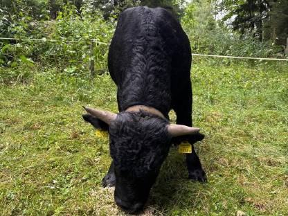 Bild 2:Bio Tuxer Stier