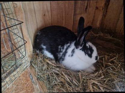 Bild 3:Häsin zum Verkaufen