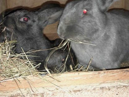 Bild 3:Deutsche Riesen - GroßChin