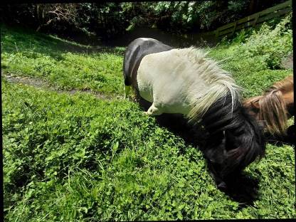 Bild 8:Mini Shetty Hengst