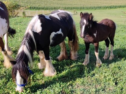 Bild 4:Tinker-Stute mit Fohlen