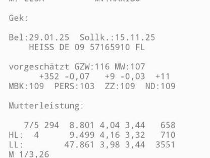 Trächtige Fleckviehzuchtkalbin