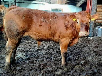 Einsteller/Fresser Limousin