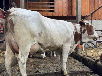 Fleckviehzuchtkuh aus dem Betrieb Moitzi in Obdach