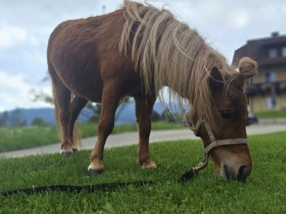 Shetty, Zwergpferd, Minipony