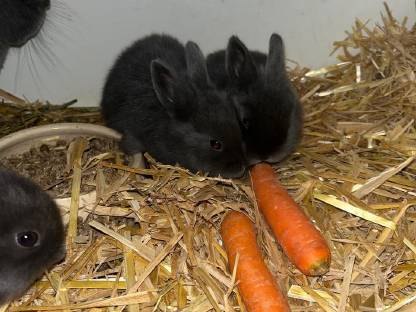 Bild 2:Reinrassige Blaue Wiener