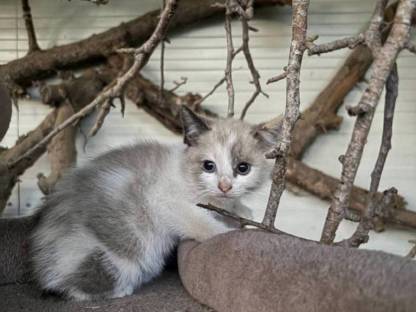 Katzen