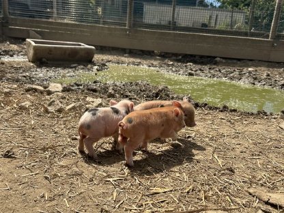 Bild 7:Microschweine