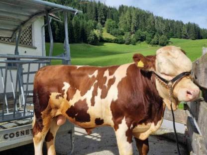 Fleckvieh-Stier