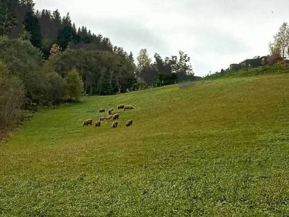 Suchen Landwirtschaft zum Pachten oder Leibrente