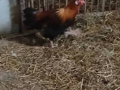 Bild 3:Verschiedene Gockel