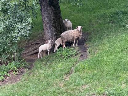 Mutterschaf Merino mit zwei Lämmern - Merino / Il de France