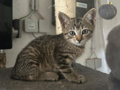 Verkaufe verschmuste Katzenwelpen Europäisch Kurzhaar
