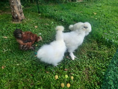 Bild 3:Seidenhähne 2 Stk., namens Krähgor und Hahnfred