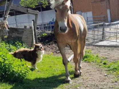 Haflingerstute nach Nottings Golden