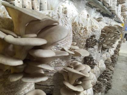 Bild 2:Neue Chancen für Ihren Betrieb: Pilzzucht