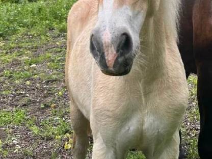 Haflinger Jährlingsstute zu verkaufen