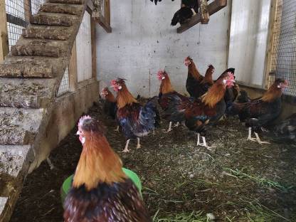 Bild 2:Zwergsulmtaler Zell am See