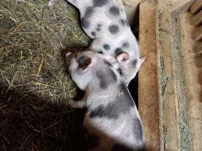 Minischweinchen