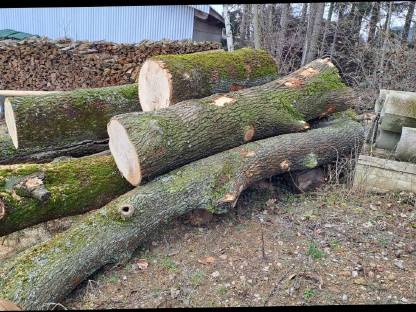 Bild 2:Eschenstämme