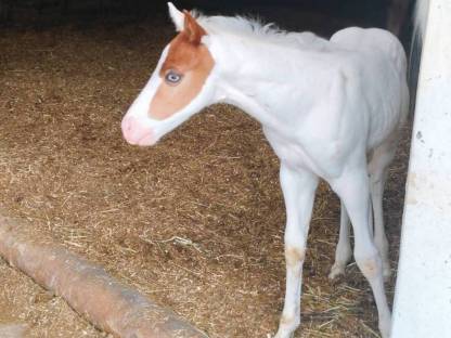 Bild 6:Quarter/Paint Horse und Mix Fohlen