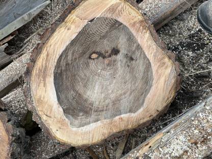 Bild 4:Nussbaumscheiben