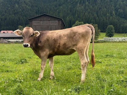 Bio Braunvieh Jungkalbin