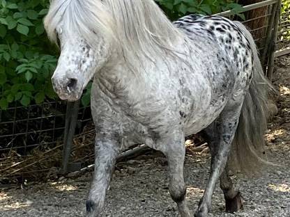 Bild 2:Wunderschöner Ponyhengst