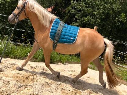 Bild 2:Alibi und Troja