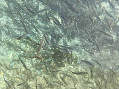 Bild 9:Saibling, Setzlinge, Elsässer Saibling, Besatzfische