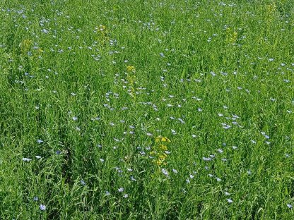 Bild 2:Agrarbetrieb 5.900 Hektar Leinoelmühle und Alte Bäckerei sucht