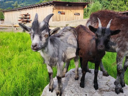 Blobe Kitze suchen neues zu Hause