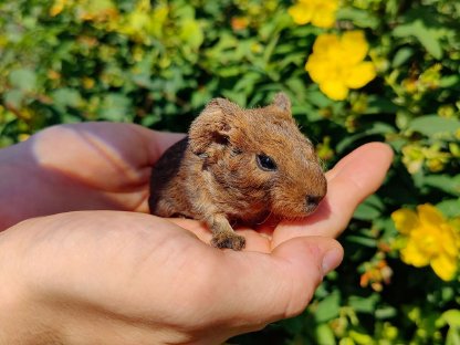Bild 3:Meerschweinchen zu verkaufen