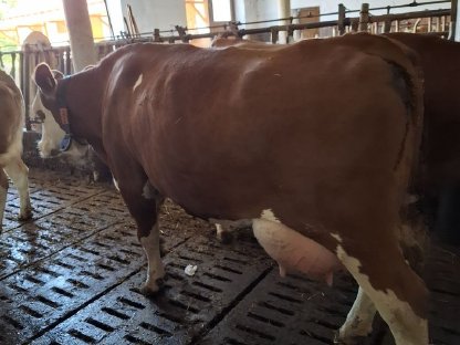 Verkaufe große, leistungsstarke Fleckviehkuh
