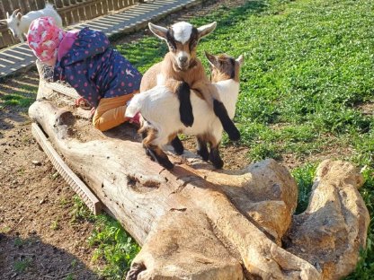 Verkaufe Mini - Zwergziegenböckchen