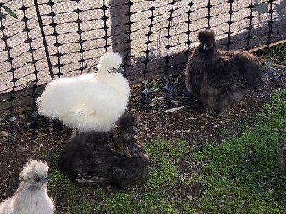 Bild 2:Seidenhühner