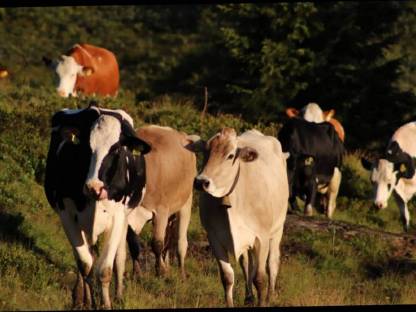 Bild 3:Mithilfe auf der Alm