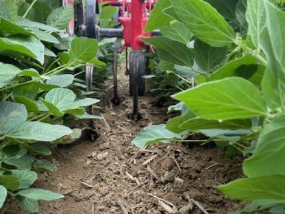 Bild 6:Steketee EC Weeder Kamera Hackgerät 6 Reihen Fingerhacke